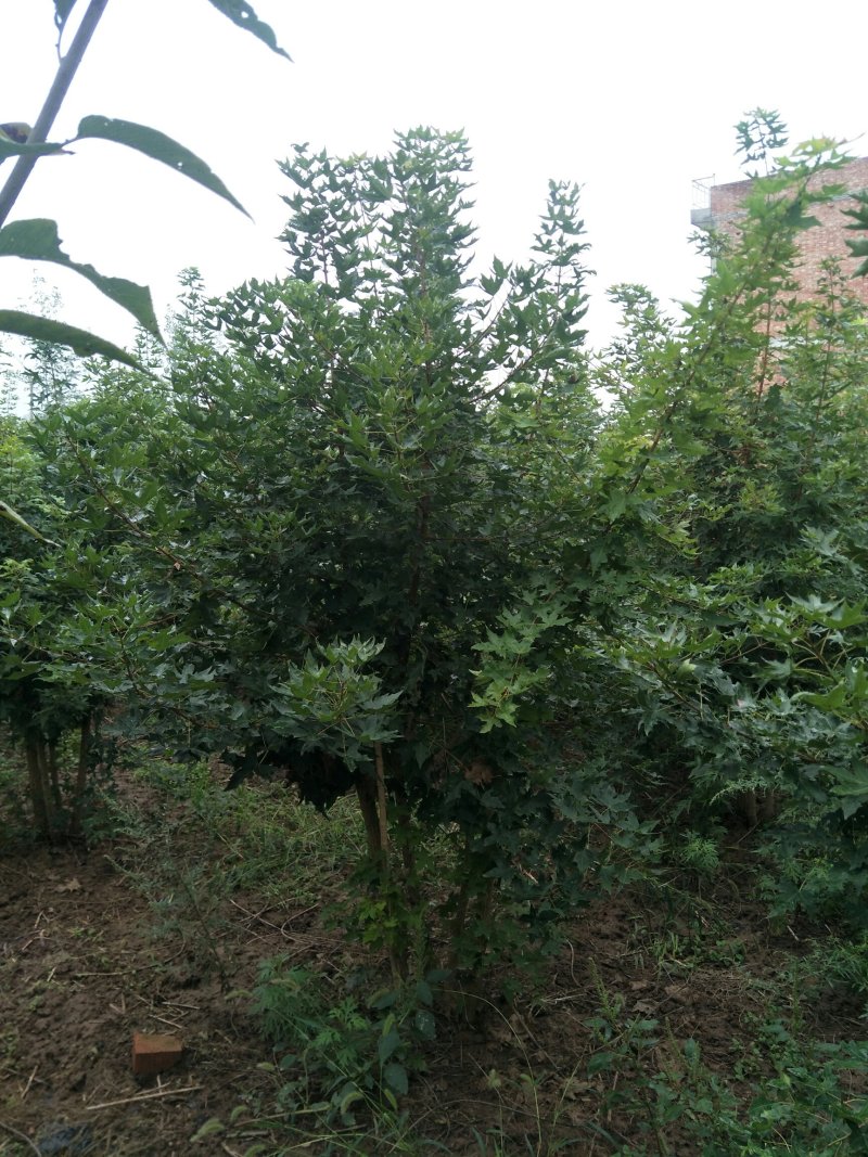 丛生五角枫3米高7公分8公分10公分枫树