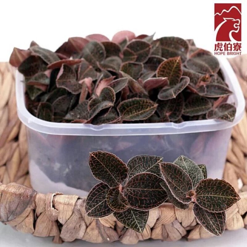 林下金线莲