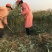 晚熟桃树苗齐鲁巨红晚熟桃脆桃桃树苗基地批发包技术指导