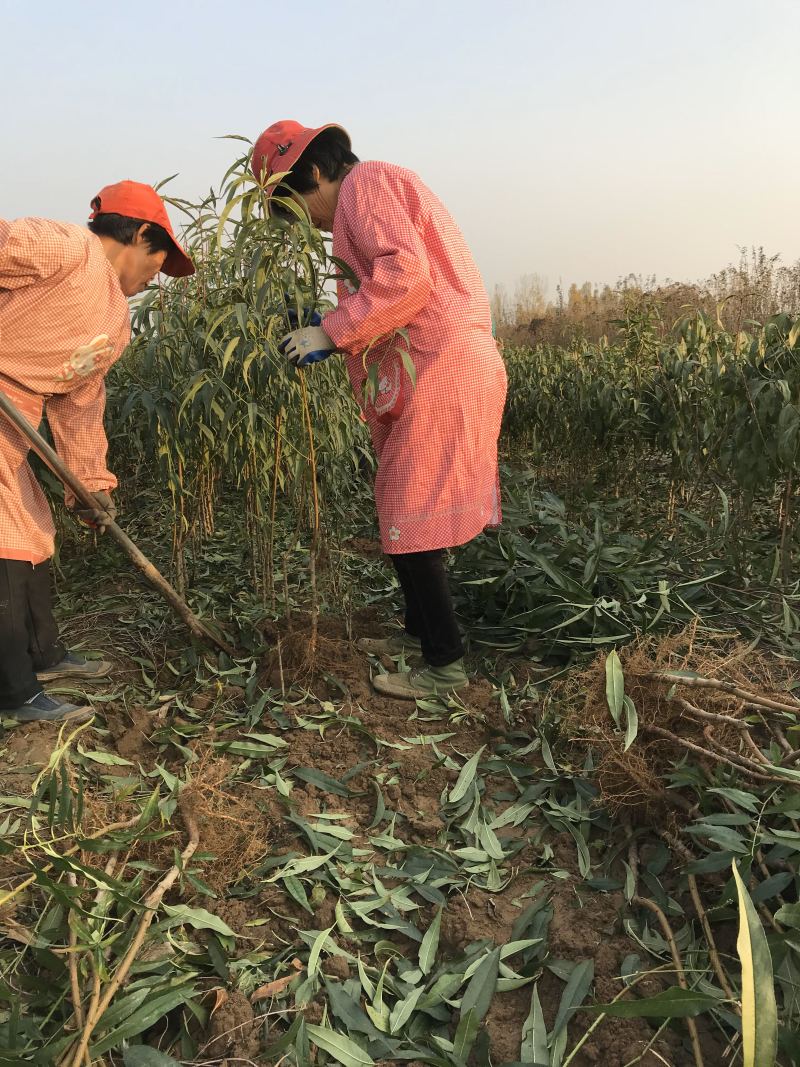 晚熟桃树苗齐鲁巨红晚熟桃脆桃桃树苗基地批发包技术指导