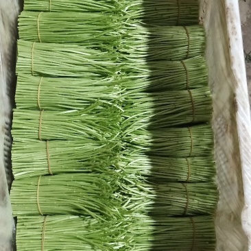 云南白芦蒿供应