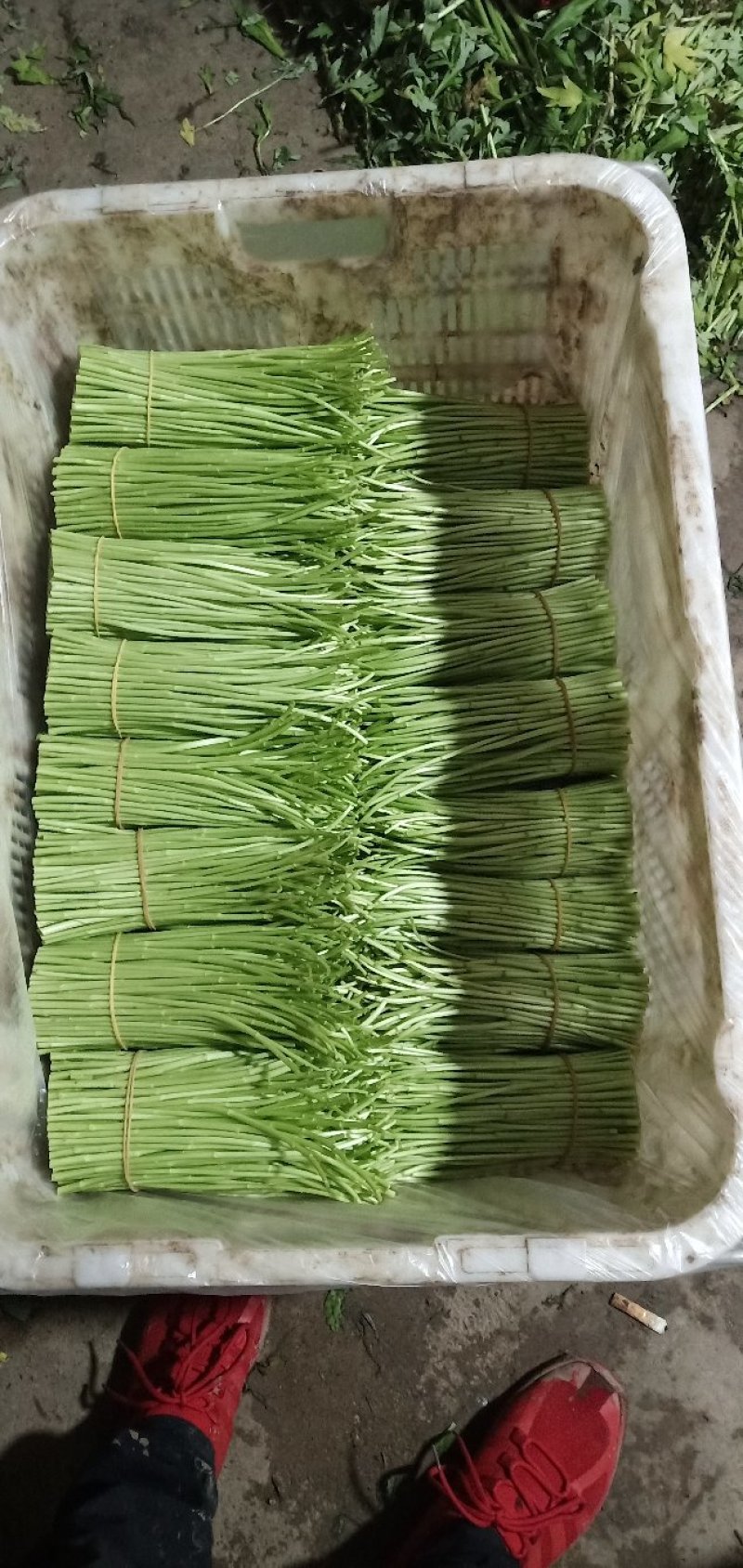 云南白芦蒿供应