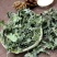 异叶茴芹叶苦爹菜可搭配多品种采购大货联系客服
