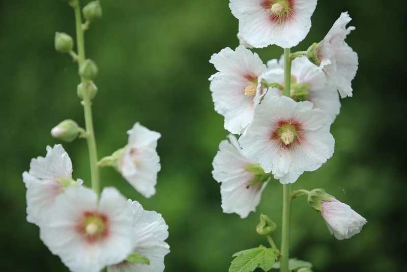 蜀葵花种子一丈红景观园林绿化草花种子春秋播多年生