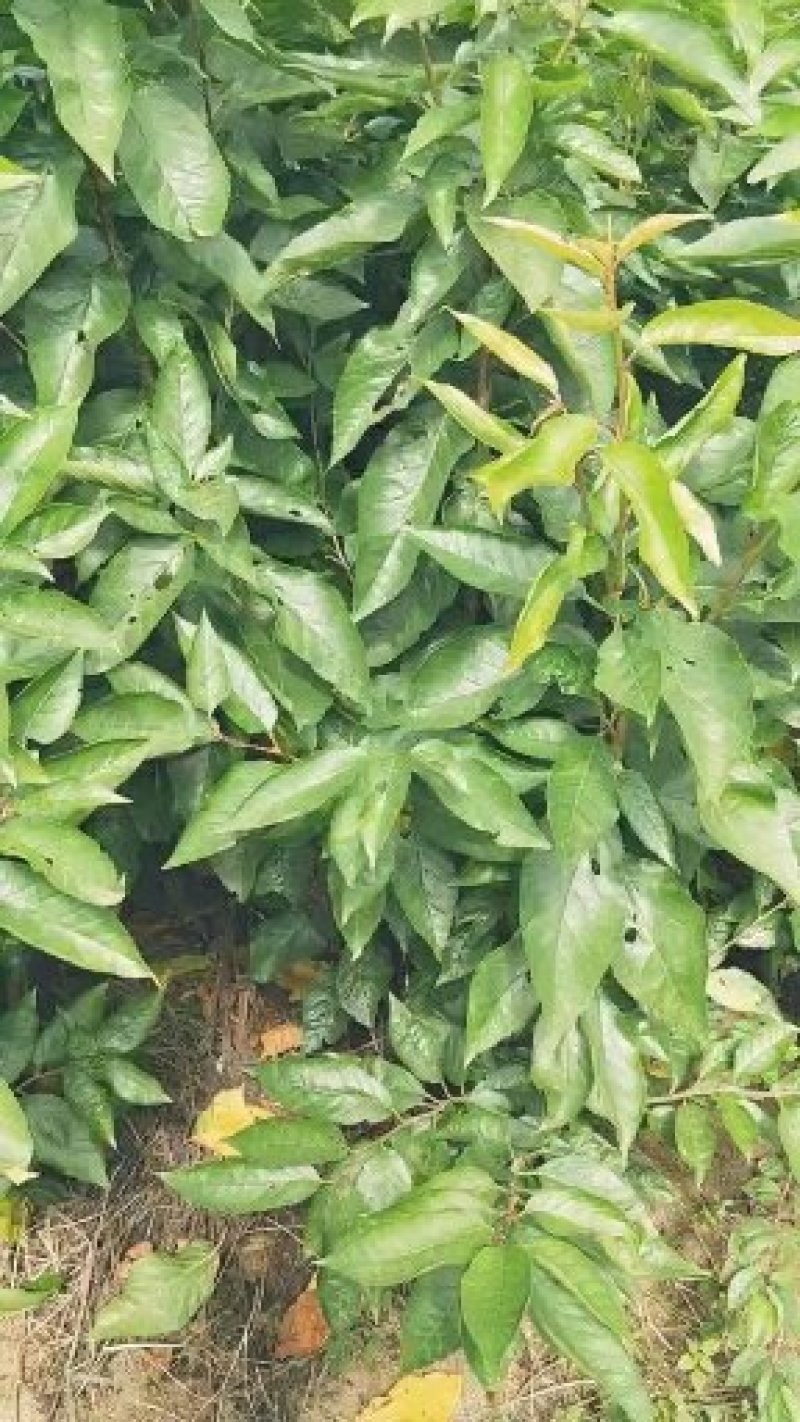 嫁接樱桃树苗玛瑙红樱桃苗免费提供技术指导