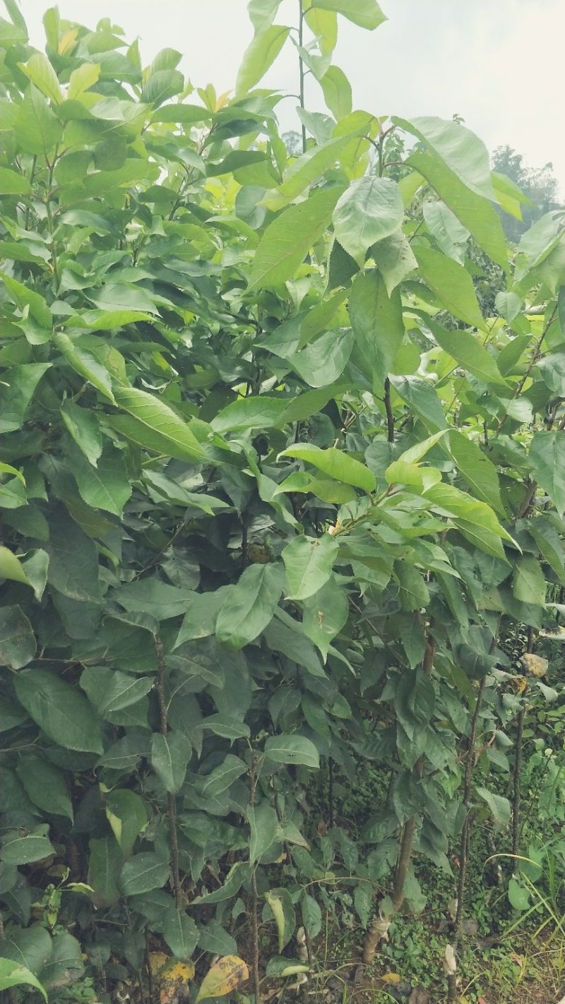 嫁接樱桃树苗玛瑙红樱桃苗免费提供技术指导