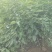 嫁接樱桃树苗玛瑙红樱桃苗免费提供技术指导