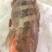 红口斑
