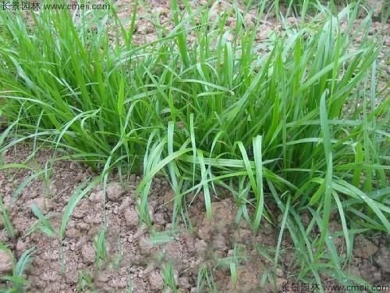 冬牧70黑麦草高产量种子
