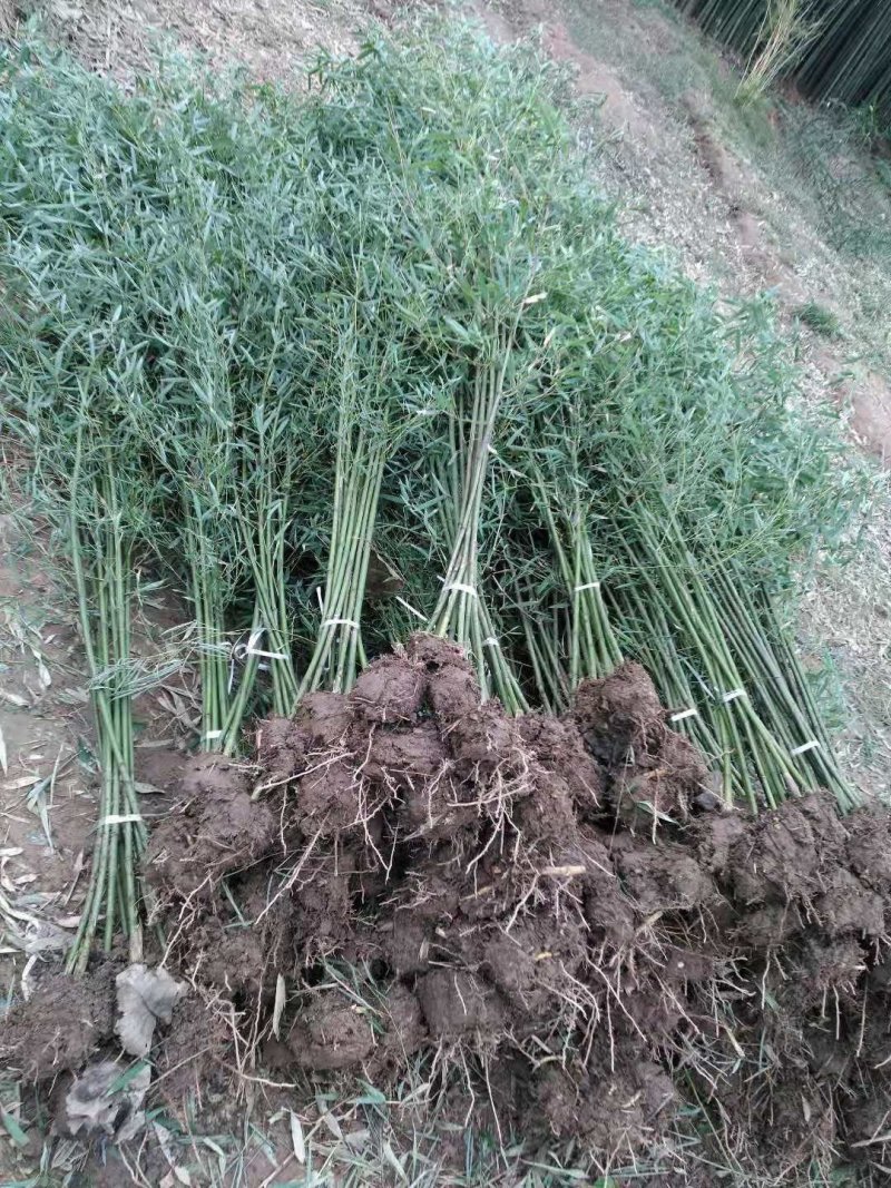 早园竹苗早园竹四季常青竹早园竹基地早园竹批发