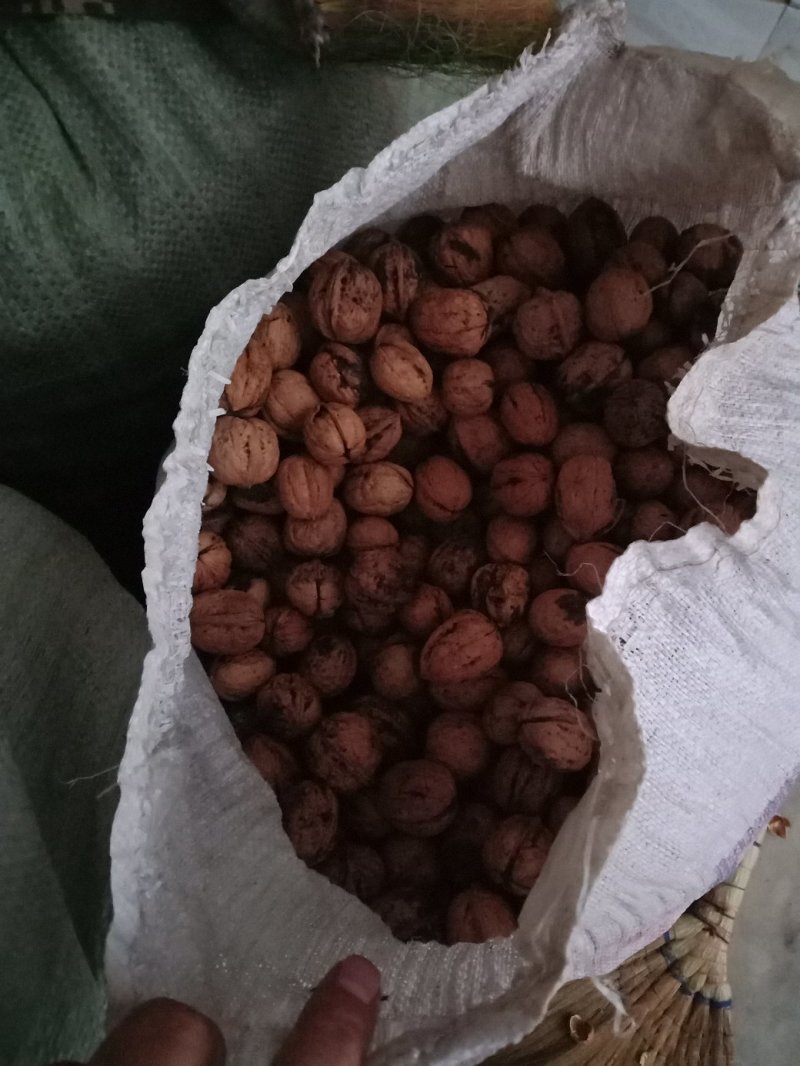 甘肃陇南新品种核桃，皮薄，饱满，味道香