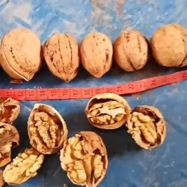 甘肃陇南新品种核桃，皮薄，饱满，味道香