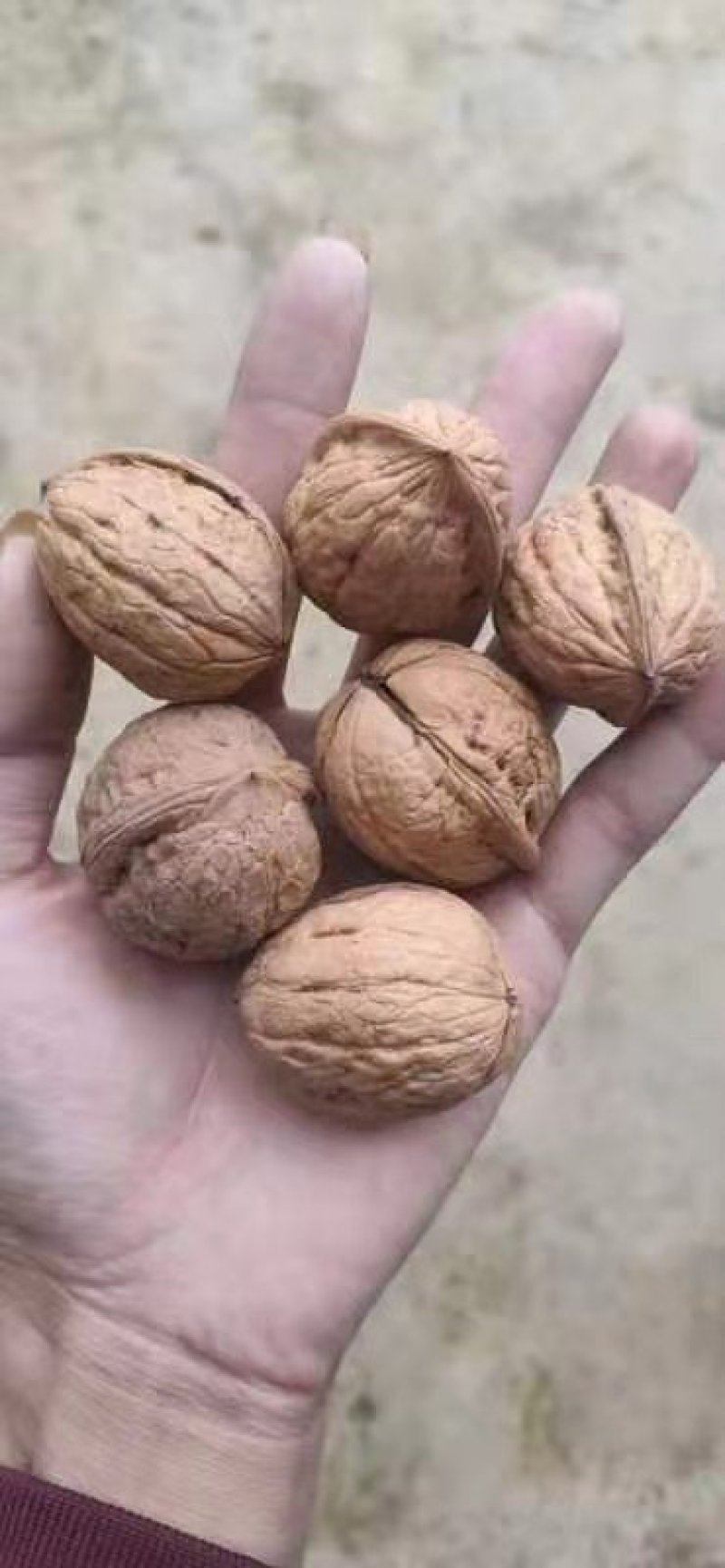 甘肃陇南新品种核桃，皮薄，饱满，味道香