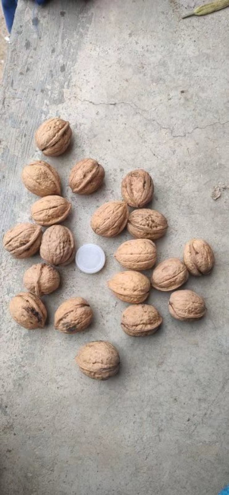甘肃陇南新品种核桃，皮薄，饱满，味道香