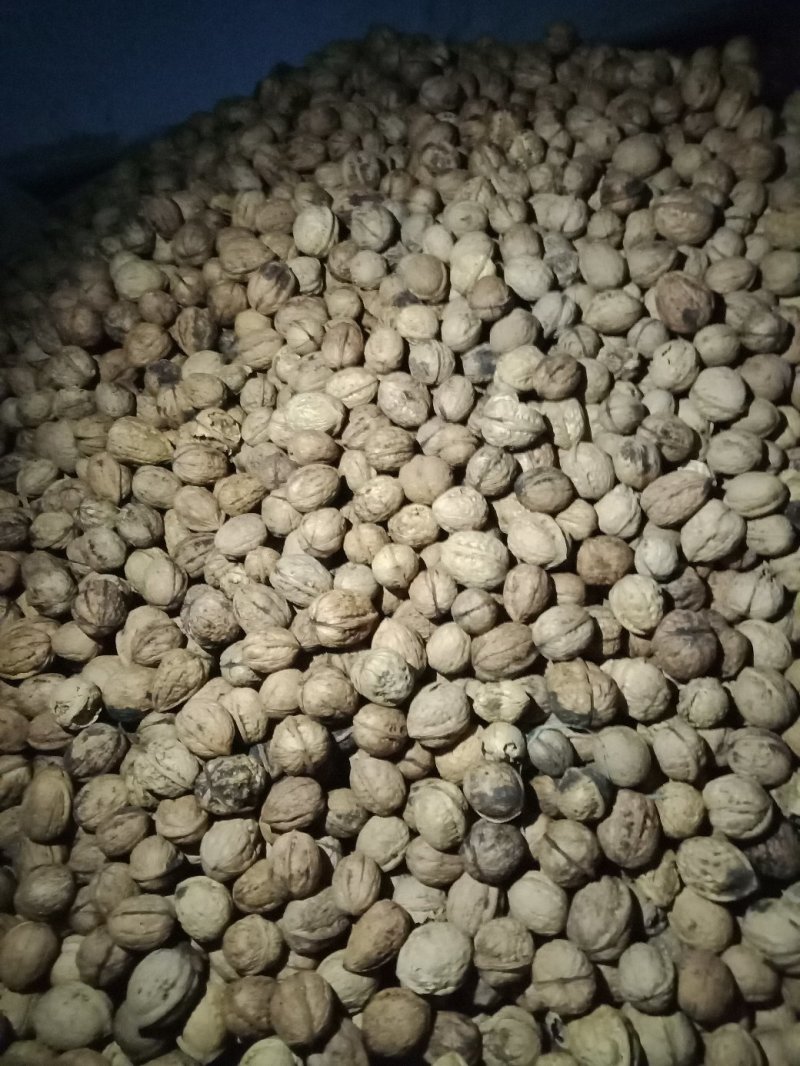 甘肃陇南新品种核桃，皮薄，饱满，味道香