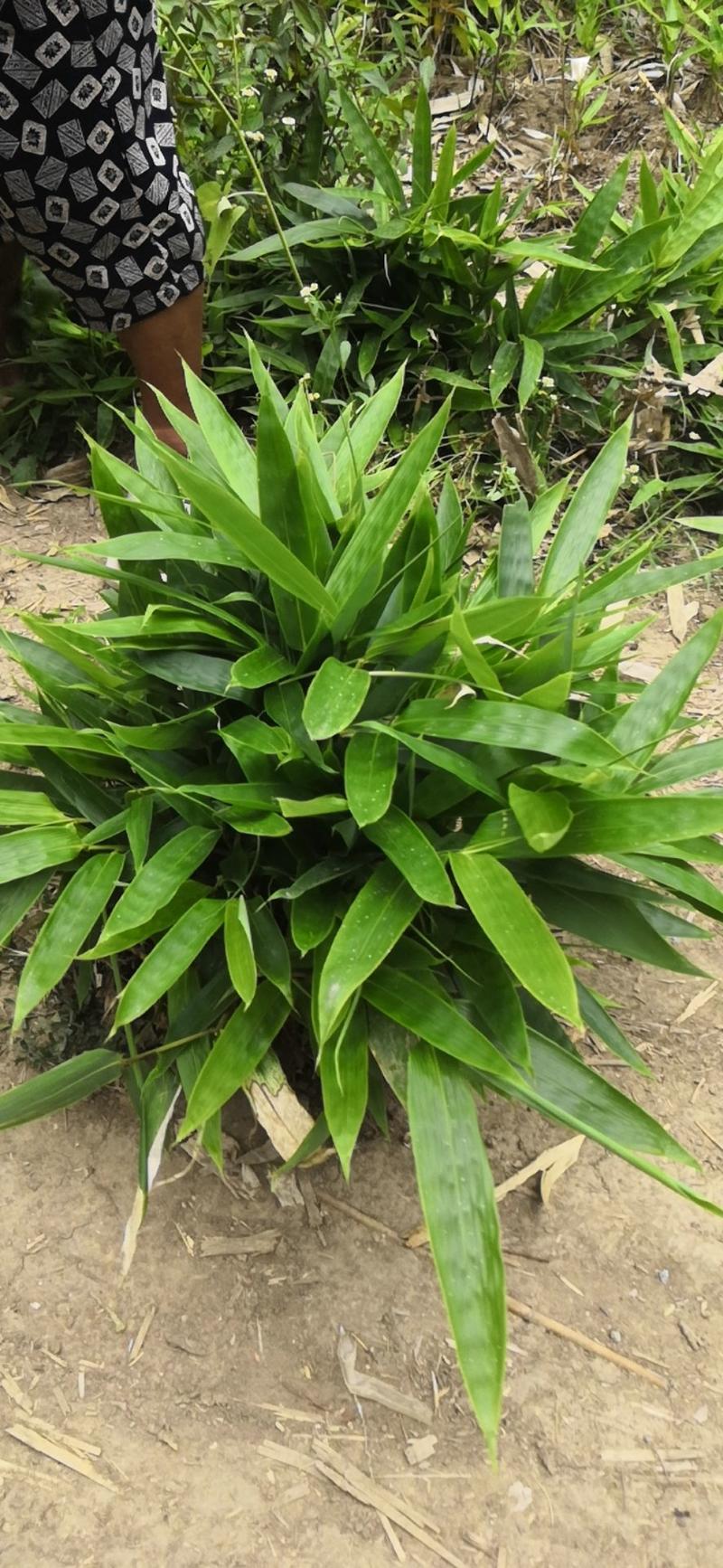 箬竹苗竹子粽子叶景观绿化工程苗一手货源基地直发低价出售
