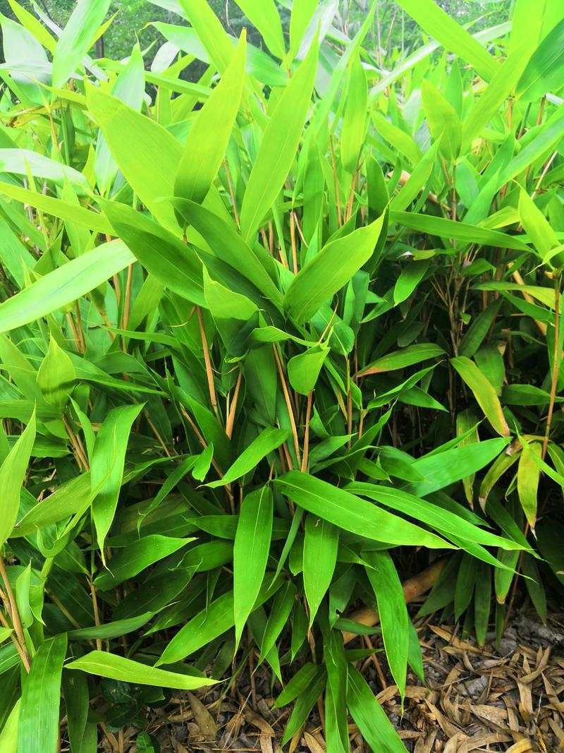 箬竹苗竹子粽子叶景观绿化工程苗一手货源基地直发低价出售