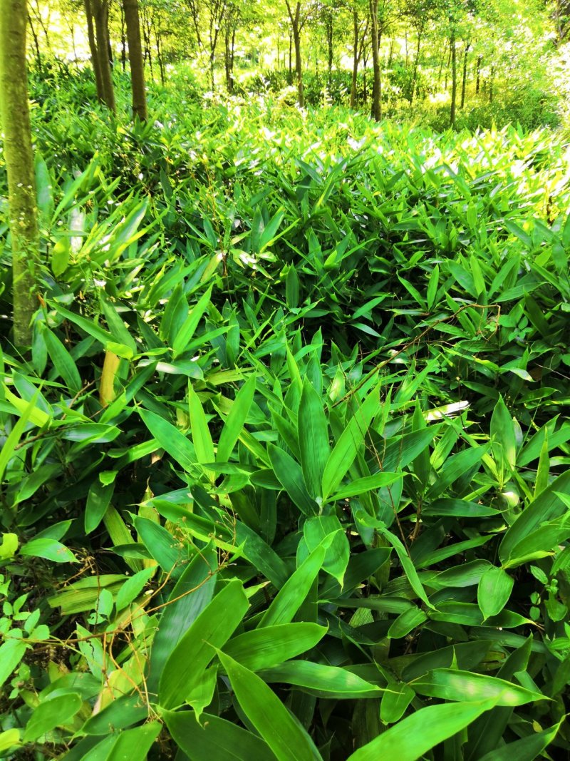 箬竹苗竹子粽子叶景观绿化工程苗一手货源基地直发低价出售