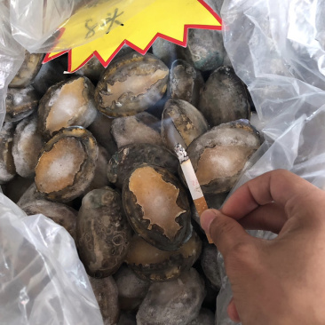 鲍鱼，每件20斤，品质保证
