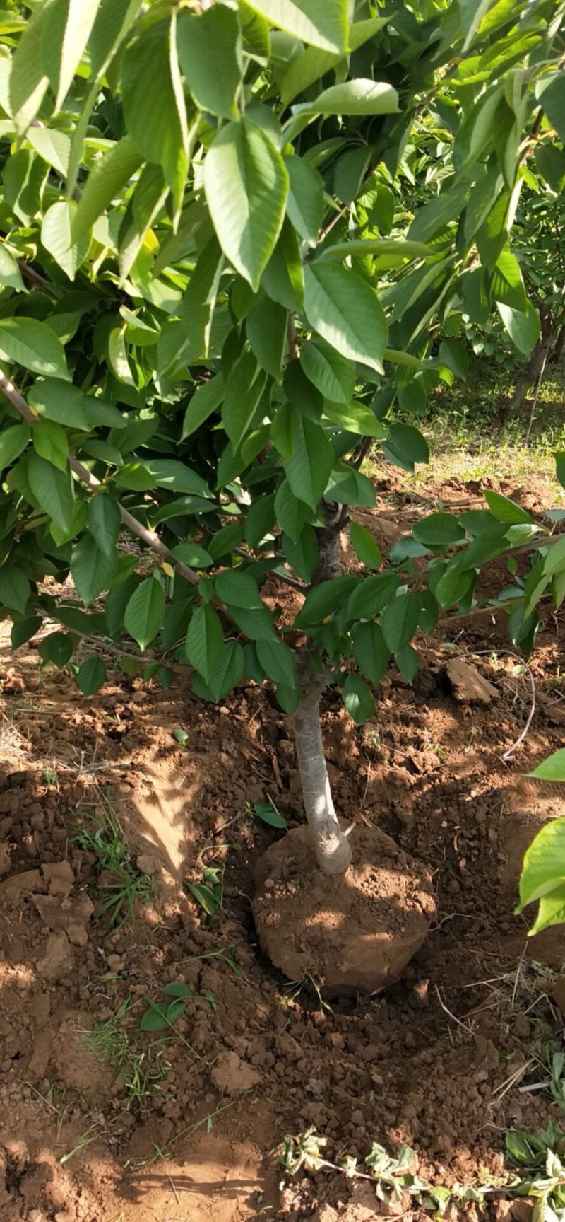 美早樱桃苗，提供种植，后期管理，保证纯度，签合同