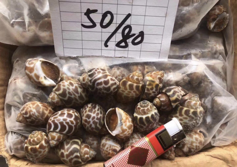 花螺每件24斤，品质保证。