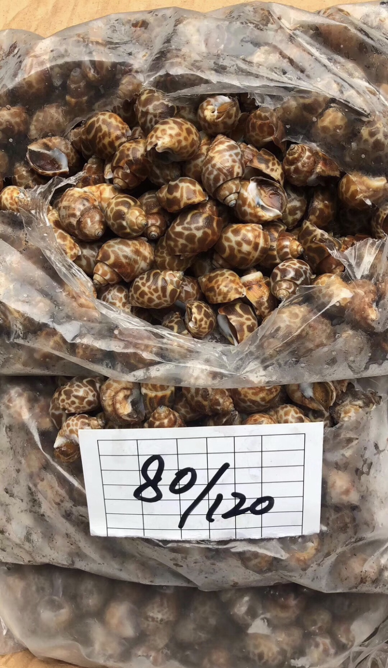 花螺每件24斤，品质保证。