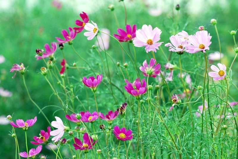 波斯菊种子新采草花种子混色矮杆格桑花景观花海种子野菊