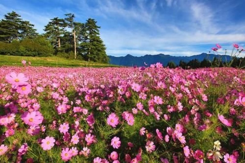 波斯菊种子新采草花种子混色矮杆格桑花景观花海种子野菊
