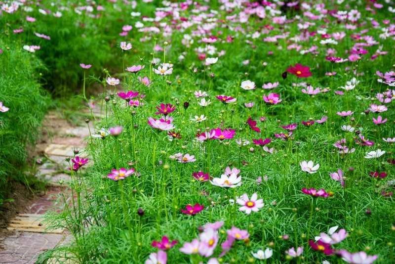 波斯菊种子新采草花种子混色矮杆格桑花景观花海种子野菊