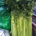 芹菜