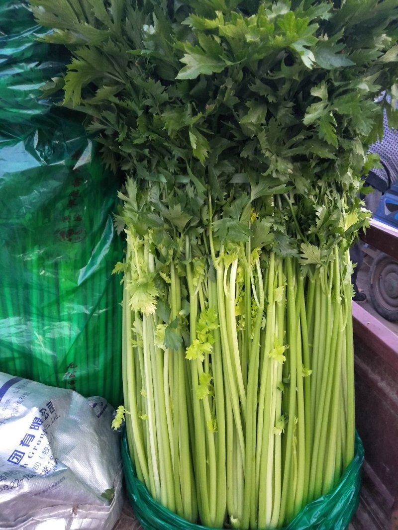 芹菜