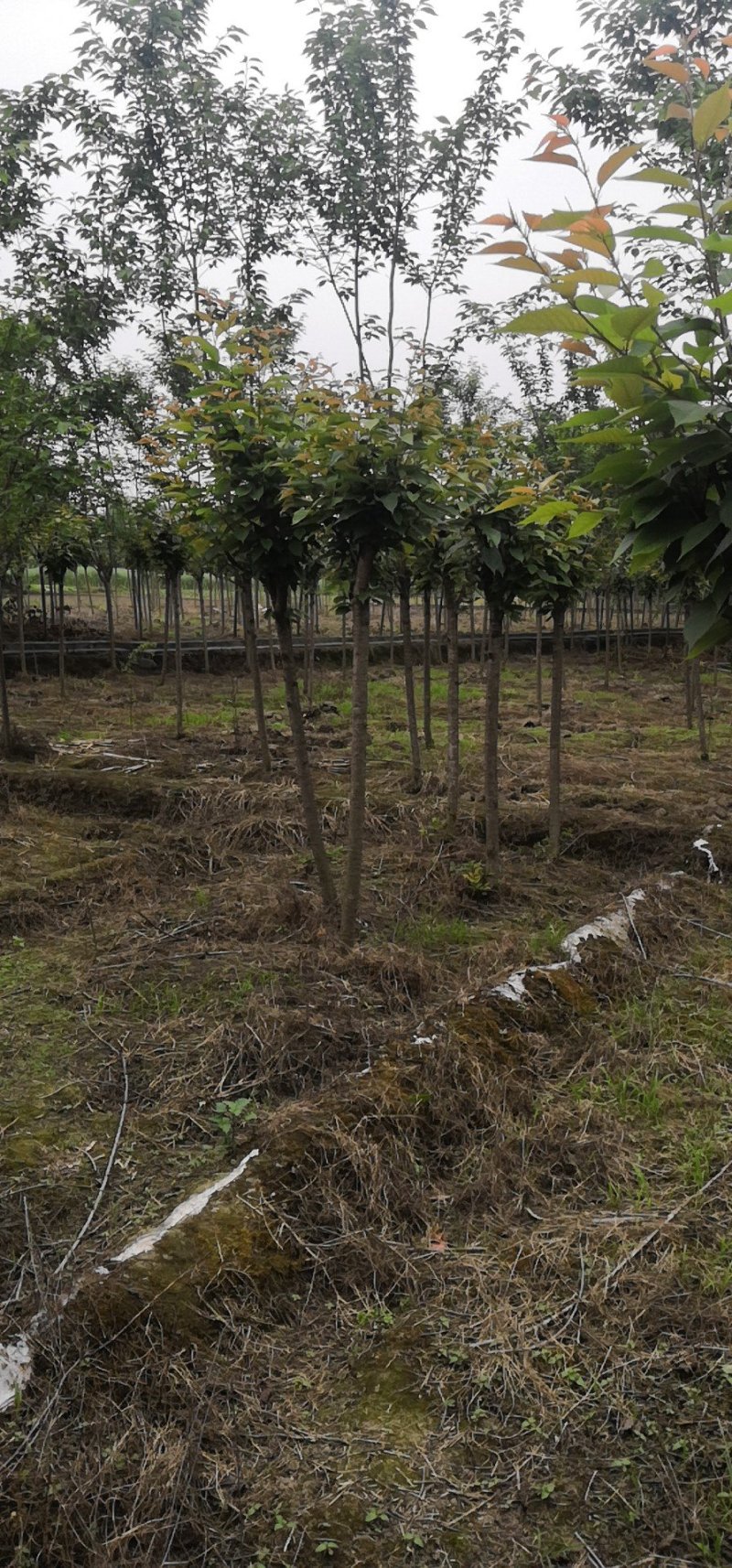 晚樱大量有货绵阳市安州区