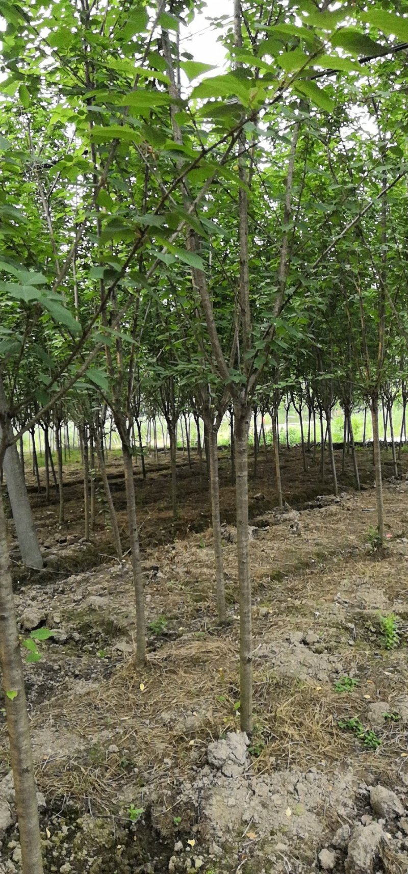 晚樱大量有货绵阳市安州区