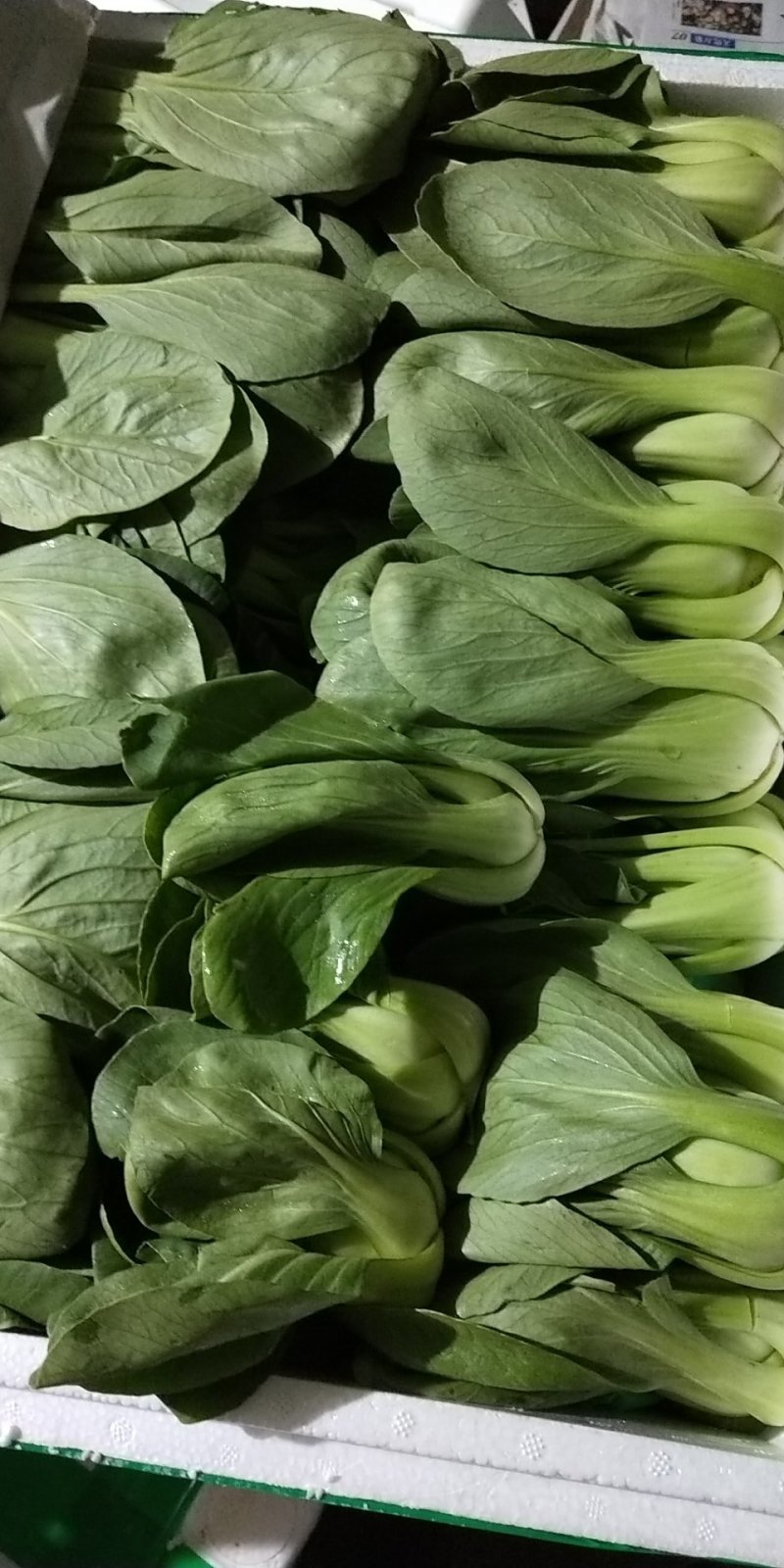 上海青，小油菜，大颗，中颗，小颗个种规格，可视频看货