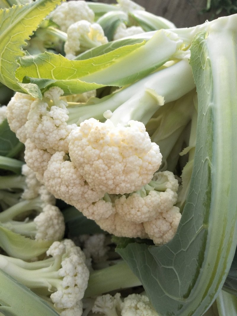 菜花