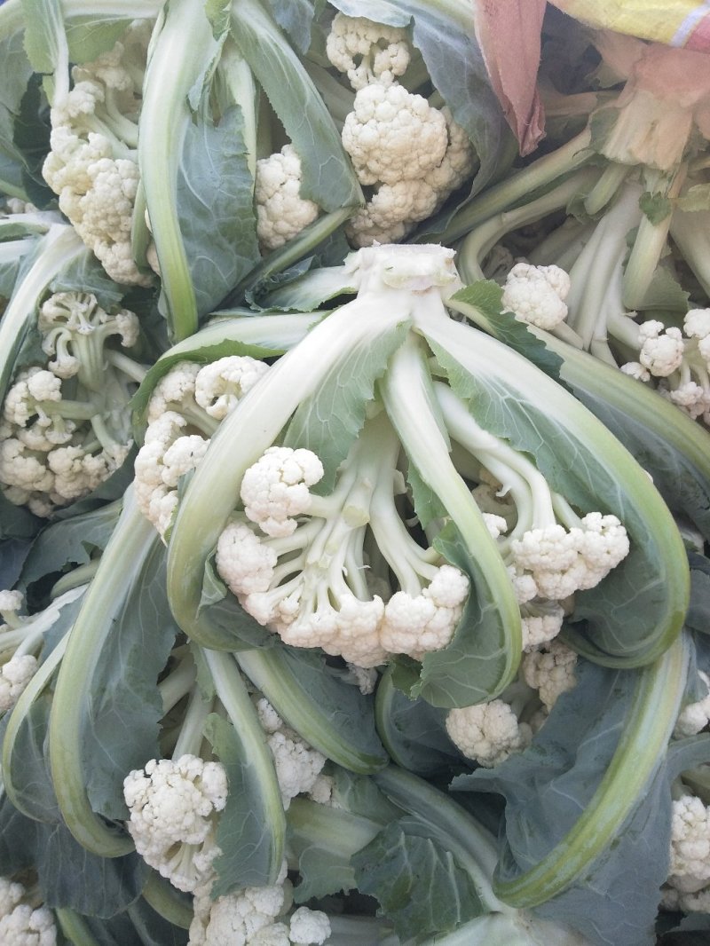 菜花