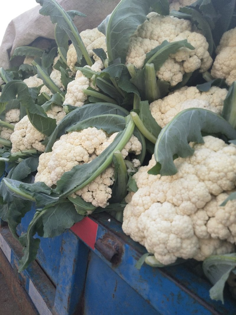 菜花
