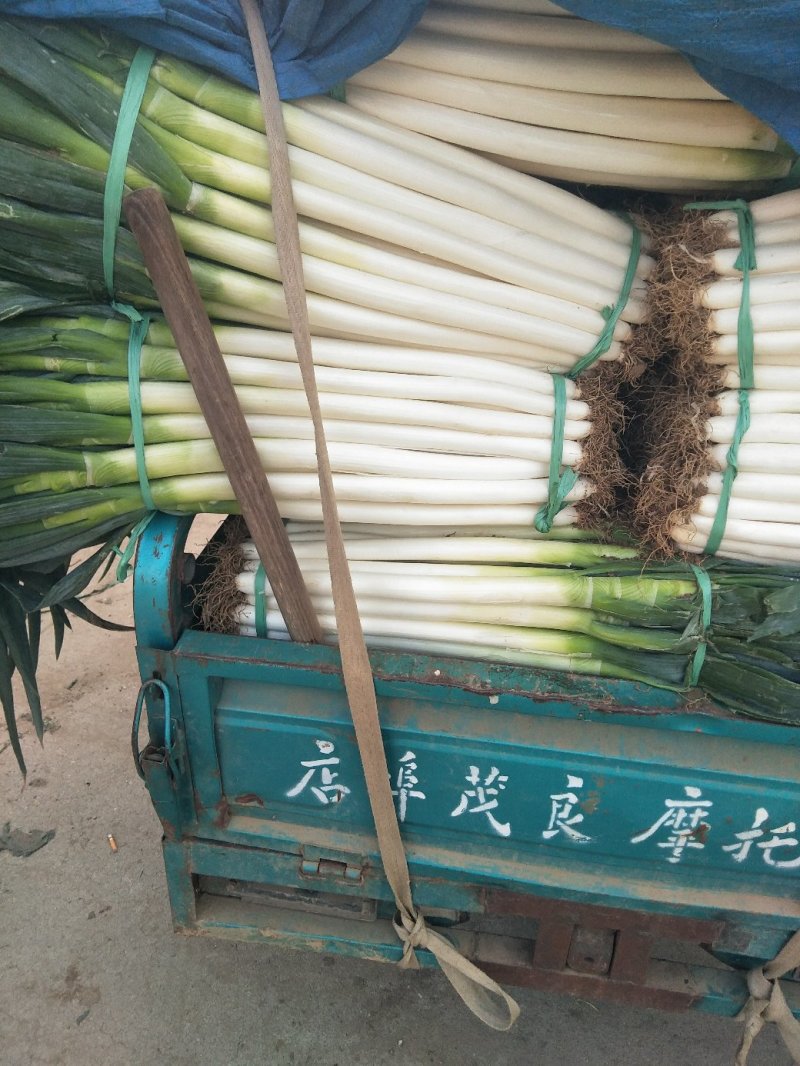 净葱质量好价格合适欢迎各位客商光临选购