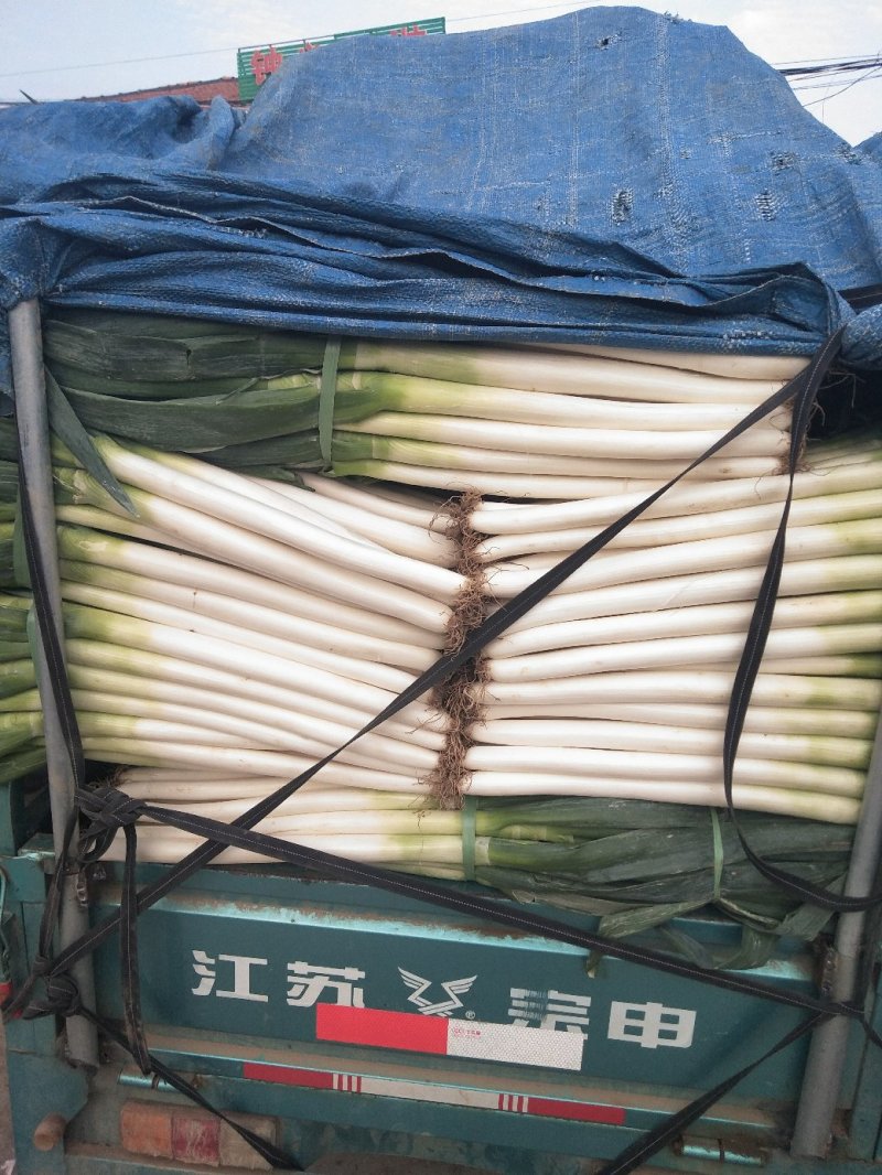 净葱质量好价格合适欢迎各位客商光临选购