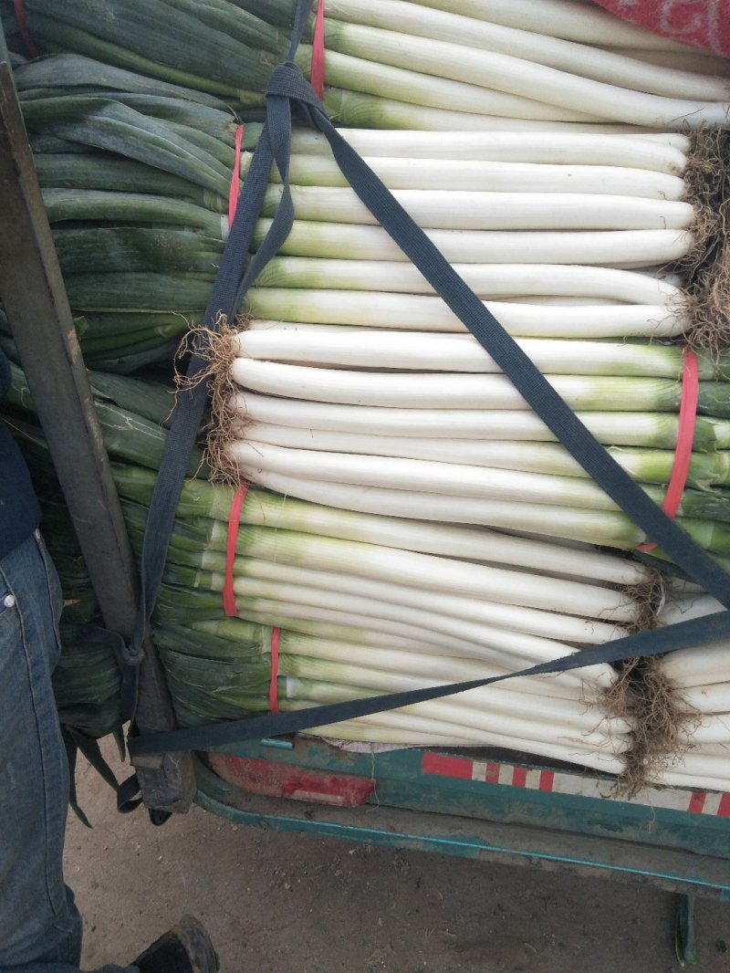 净葱质量好价格合适欢迎各位客商光临选购