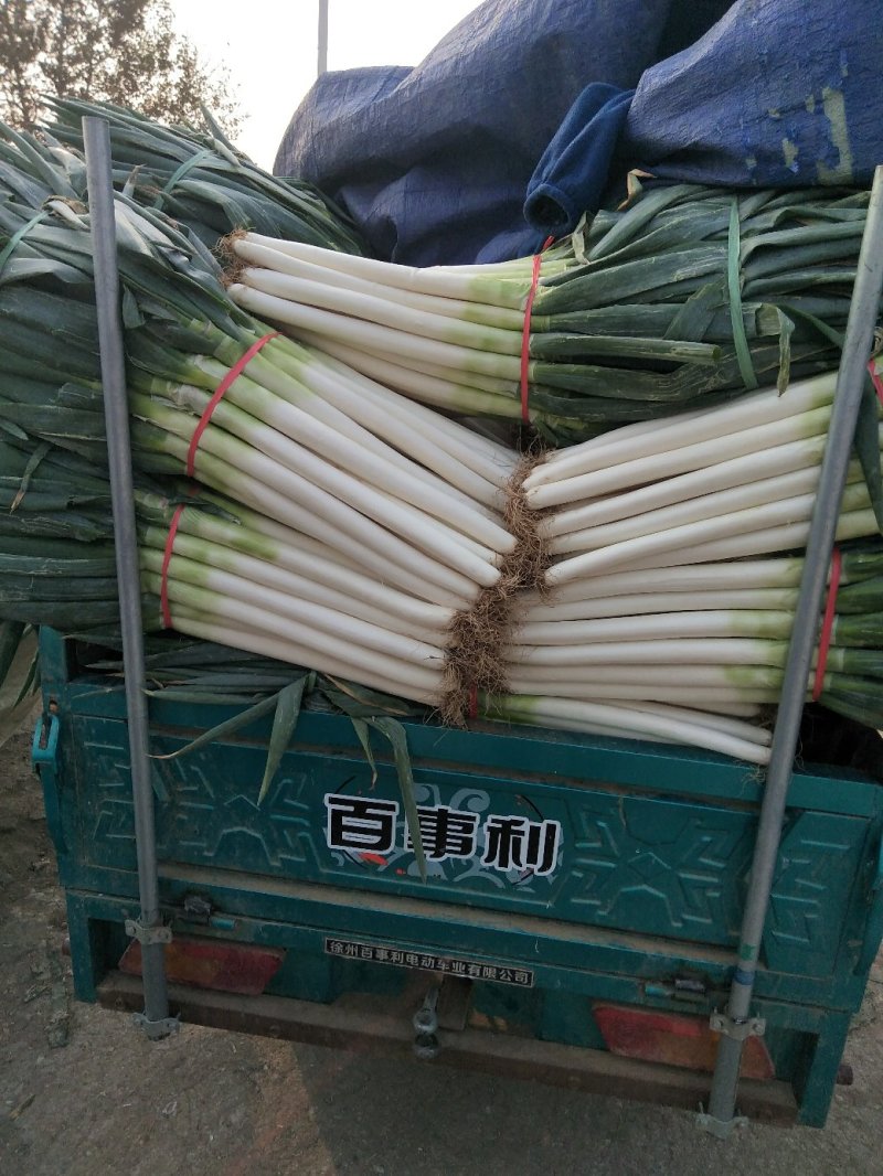 净葱质量好价格合适欢迎各位客商光临选购