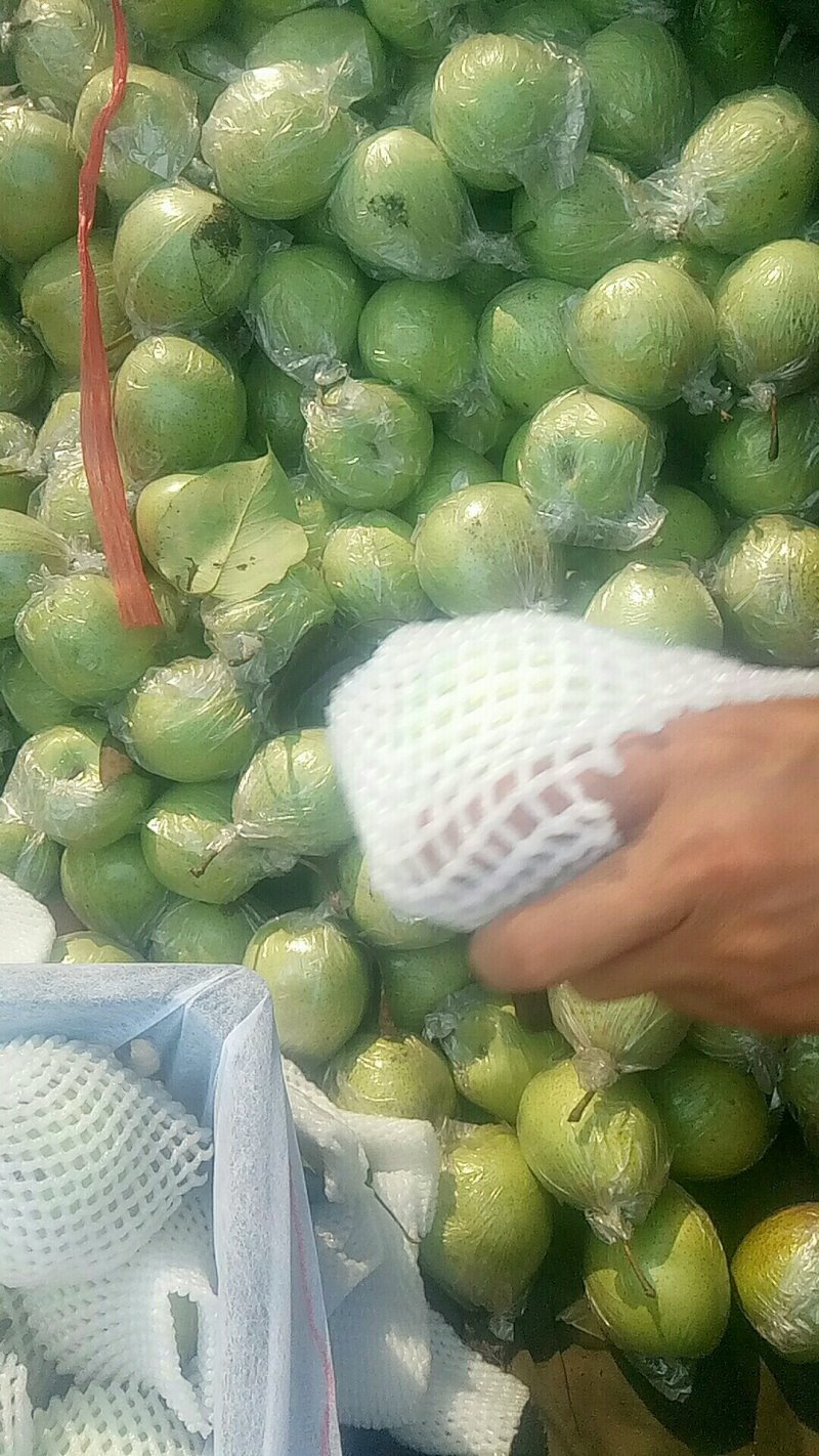 种植基地直发，泊头果园面积大，质量优，谢～老板合做。