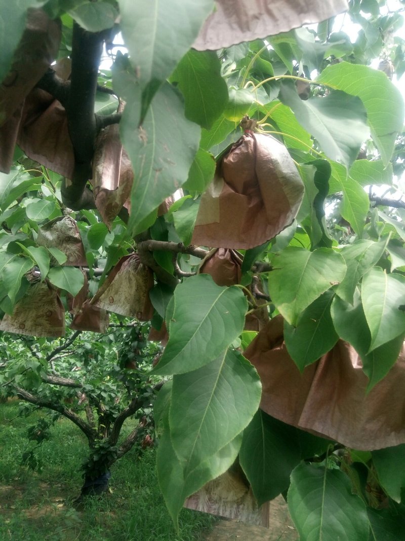 种植基地直发，泊头果园面积大，质量优，谢～老板合做。