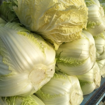 白菜黄心白菜春秋大量供应欢迎光临
