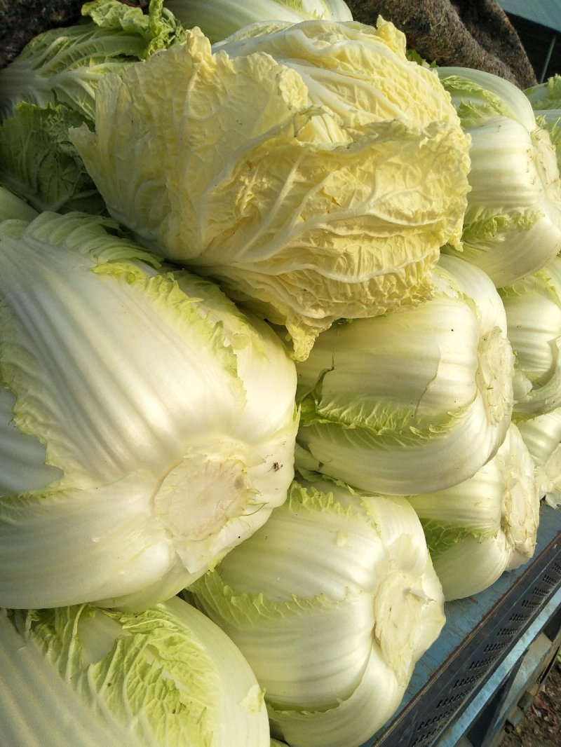 白菜黄心白菜春秋大量供应欢迎光临