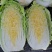 白菜黄心白菜春秋大量供应欢迎光临