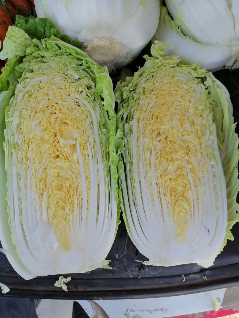 白菜黄心白菜春秋大量供应欢迎光临