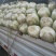 白菜黄心白菜春秋大量供应欢迎光临