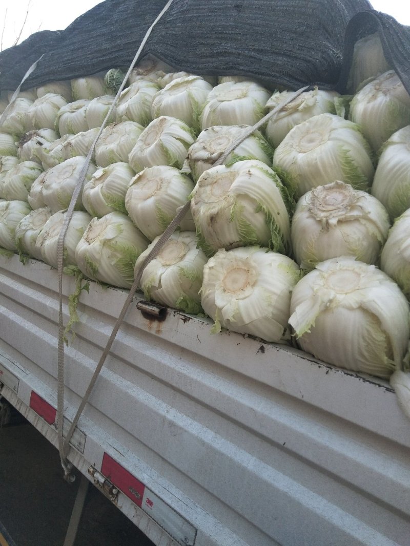 白菜黄心白菜春秋大量供应欢迎光临