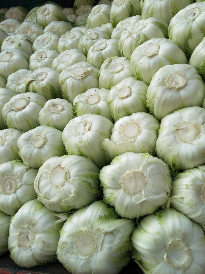 白菜黄心白菜春秋大量供应欢迎光临
